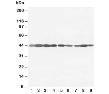 Beta-Actin Antibody - image 1