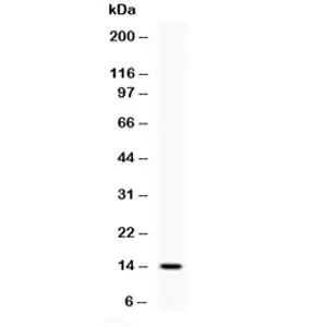Human IL4 Antibody - image 1