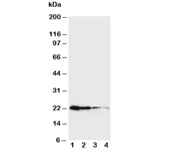 Growth Hormone Antibody (Mouse) - image 1