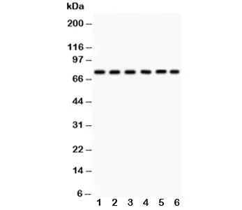 PKC delta Antibody - image 1