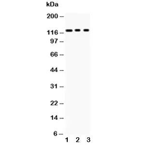 PLD1 Antibody - image 1