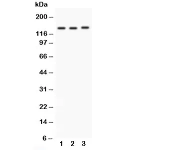 Integrin alpha 1 Antibody - image 1