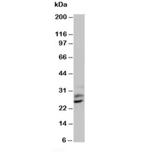 PLGF Antibody - image 1