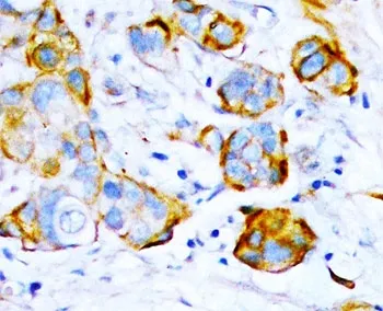 SHP2 Antibody - image 1