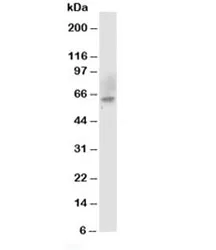 Chk2 Antibody - image 1