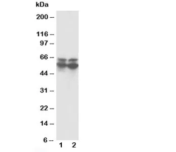 RUNX2 Antibody - image 1