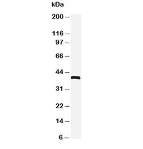 CXCR4 Antibody - image 1