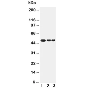 GFAP Antibody - image 1