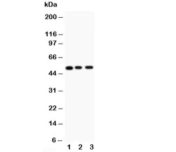CHRM2 Antibody - image 1