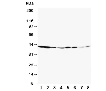 ERK1 Antibody - image 1
