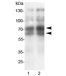L-Selectin Antibody - image 1