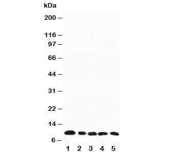 MIP-1 beta Antibody - image 1