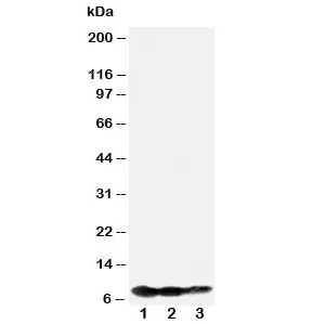 BAFF-R Antibody - image 1