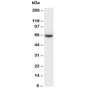 GAD65 Antibody - image 1