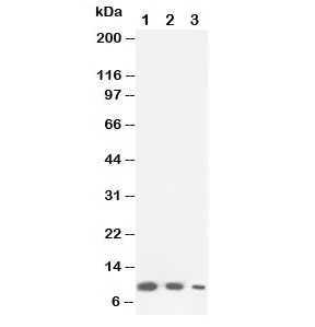 Lymphotactin Antibody - image 1
