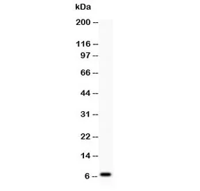 beta Defensin 1 Antibody - image 1