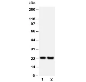 FGF9 Antibody - image 1