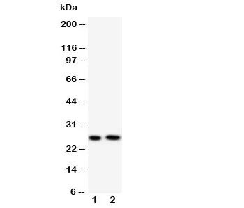 Surfactant Protein A Antibody - image 1