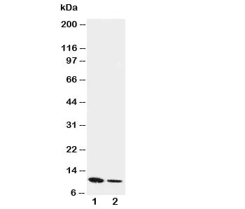 Resistin Antibody - image 1