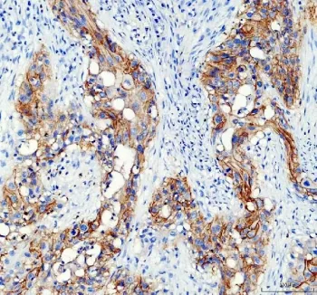 AQP3 Antibody / Aquaporin 3 - image 1