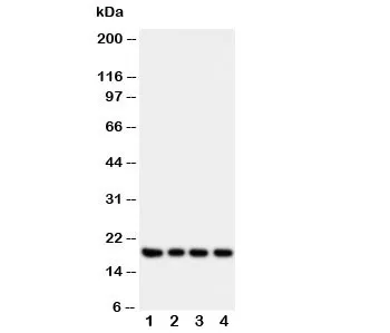 Interferon gamma Antibody - image 1