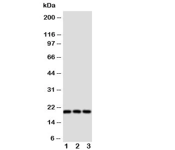Thy1 Antibody CD90 - image 1
