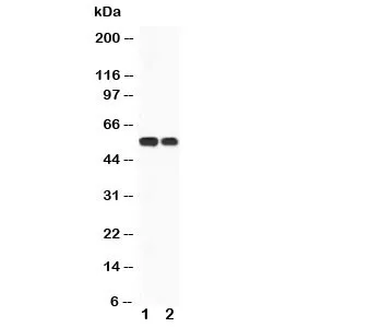 CaMKK Antibody - image 1