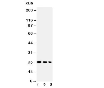 BAFF Antibody - image 1