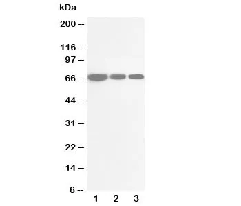 Cdc25B Antibody - image 1
