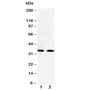 Cdk5 Antibody - image 1