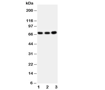 GBP1 Antibody - image 1
