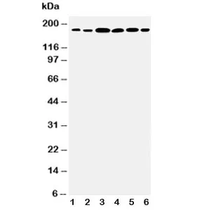 Laminin gamma 1 Antibody - image 1