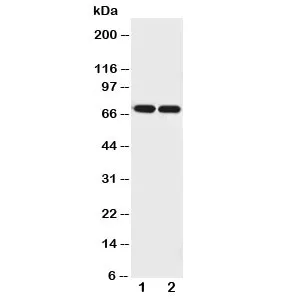 Netrin 1 Antibody - image 1