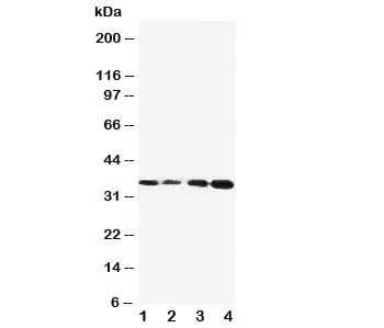 Protein C Antibody - image 1