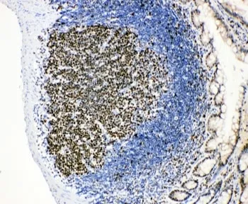MCM2 Antibody - image 1