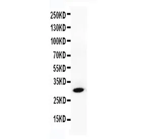 Granzyme B Antibody - image 1