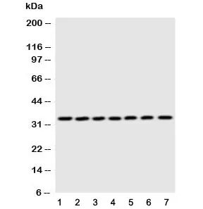 DCI Antibody - image 1