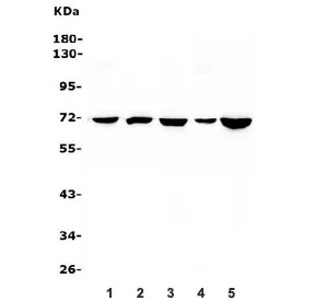 HSPA8 Antibody - image 1