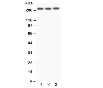 NOTCH4 Antibody - image 1