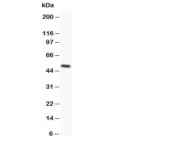 Orai1 Antibody - image 1