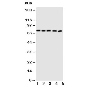 ABCG5 Antibody - image 1