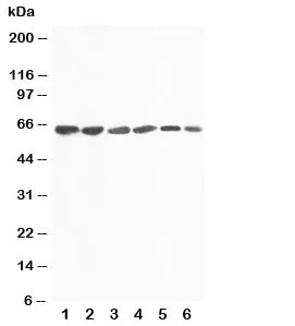 FMO4 Antibody / Flavin containing monooxygenase 4 - image 1