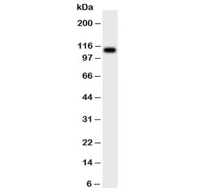 CSF1R Antibody / Colony Stimulating Factor 1 Receptor - image 1