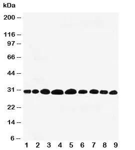 Prohibitin Antibody - image 1