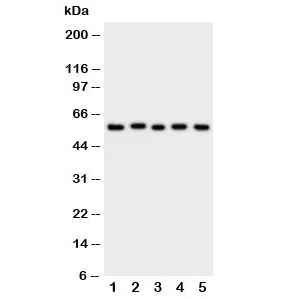 ASIC3 Antibody - image 1