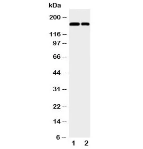 CD11b Antibody - image 1