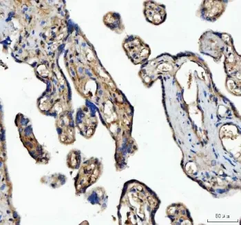 MFGE8 Antibody - image 1