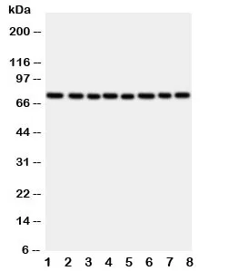 CYPOR Antibody - image 1