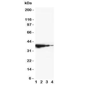 TRIF Antibody - image 1