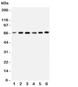 CETP Antibody - image 1